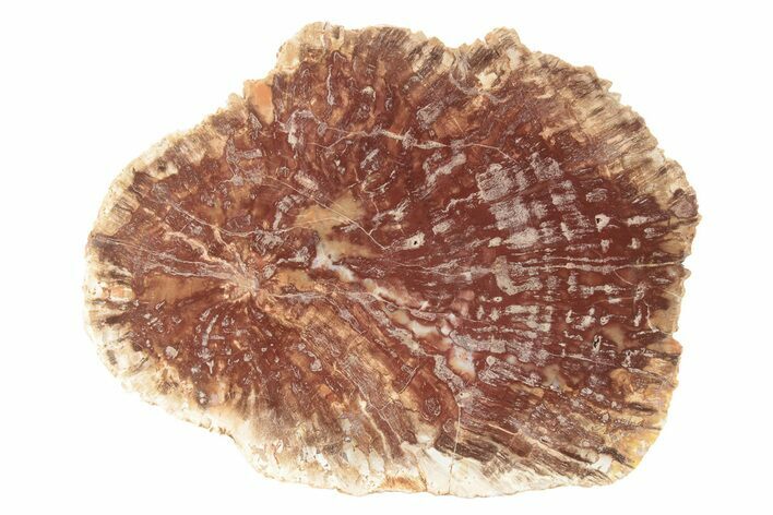 Petrified Horsetail (Calamites?) From Madagascar - Rare! #229435